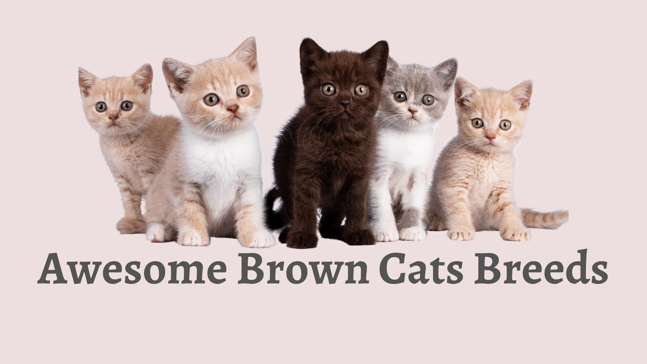 20 Awesome Brown Cat Breeds You Should Know