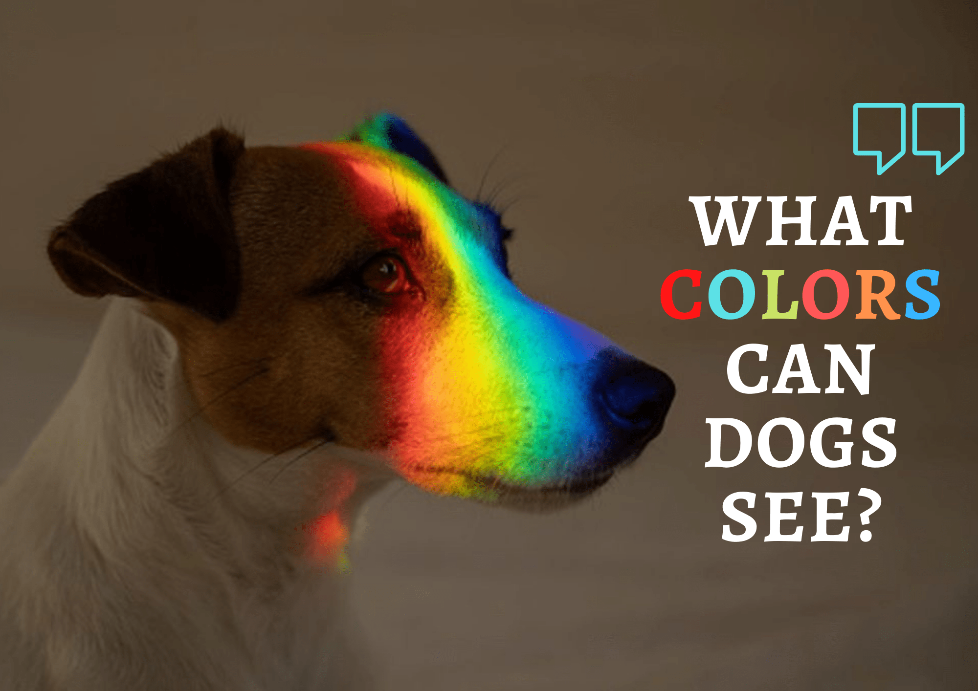 What Colors Can Dogs See?