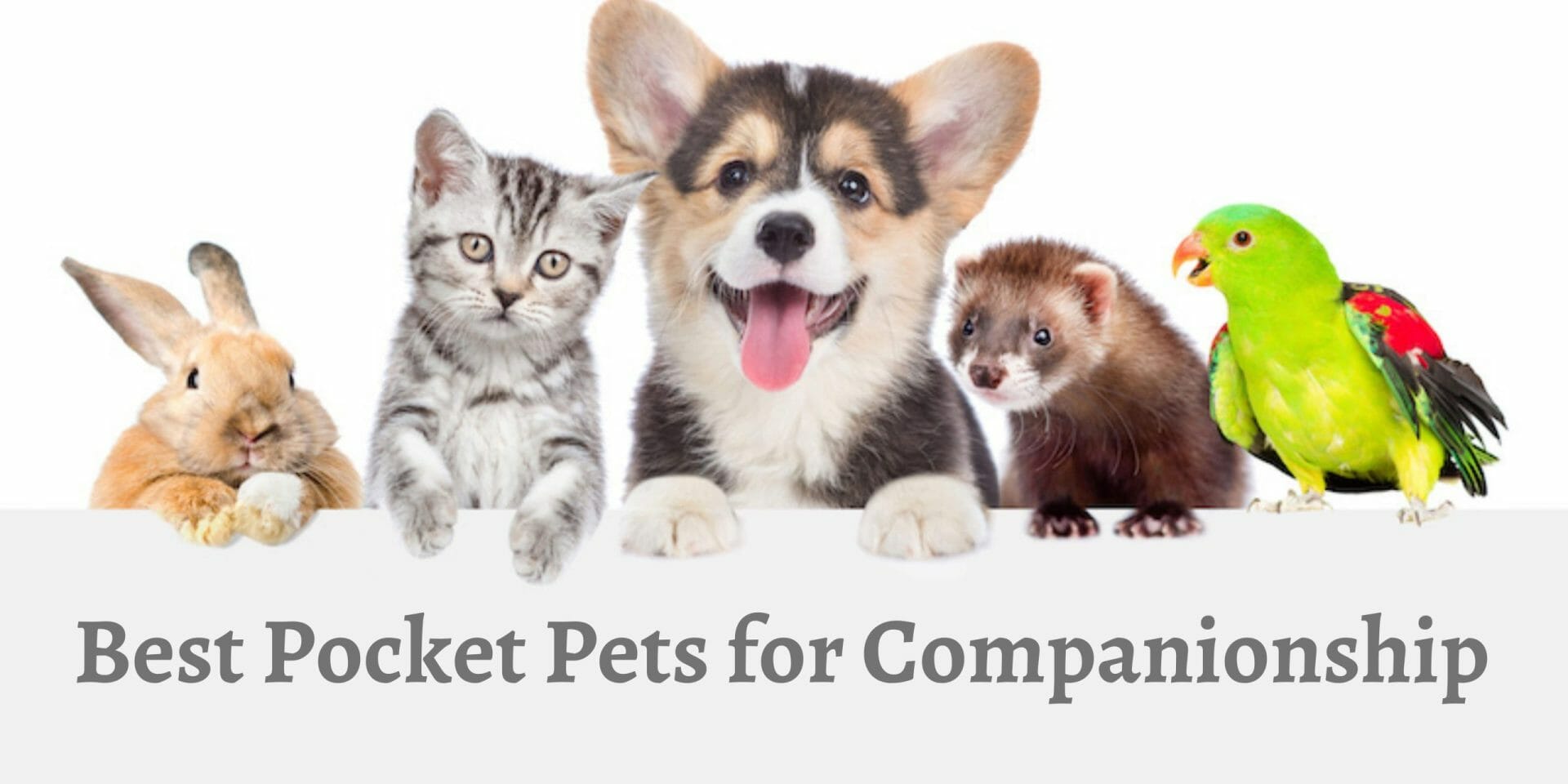 15 Best Pocket Pets for Companionship