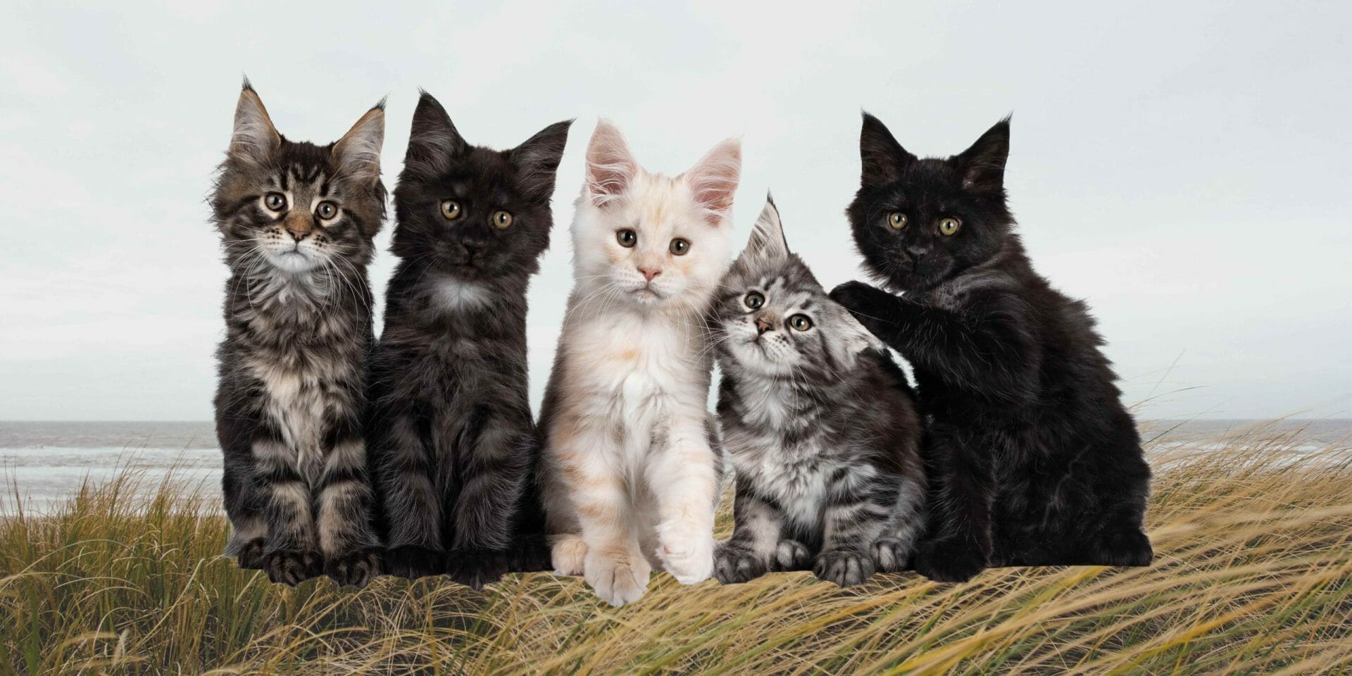 23+ Best White and Black Cat Breeds You Should Know