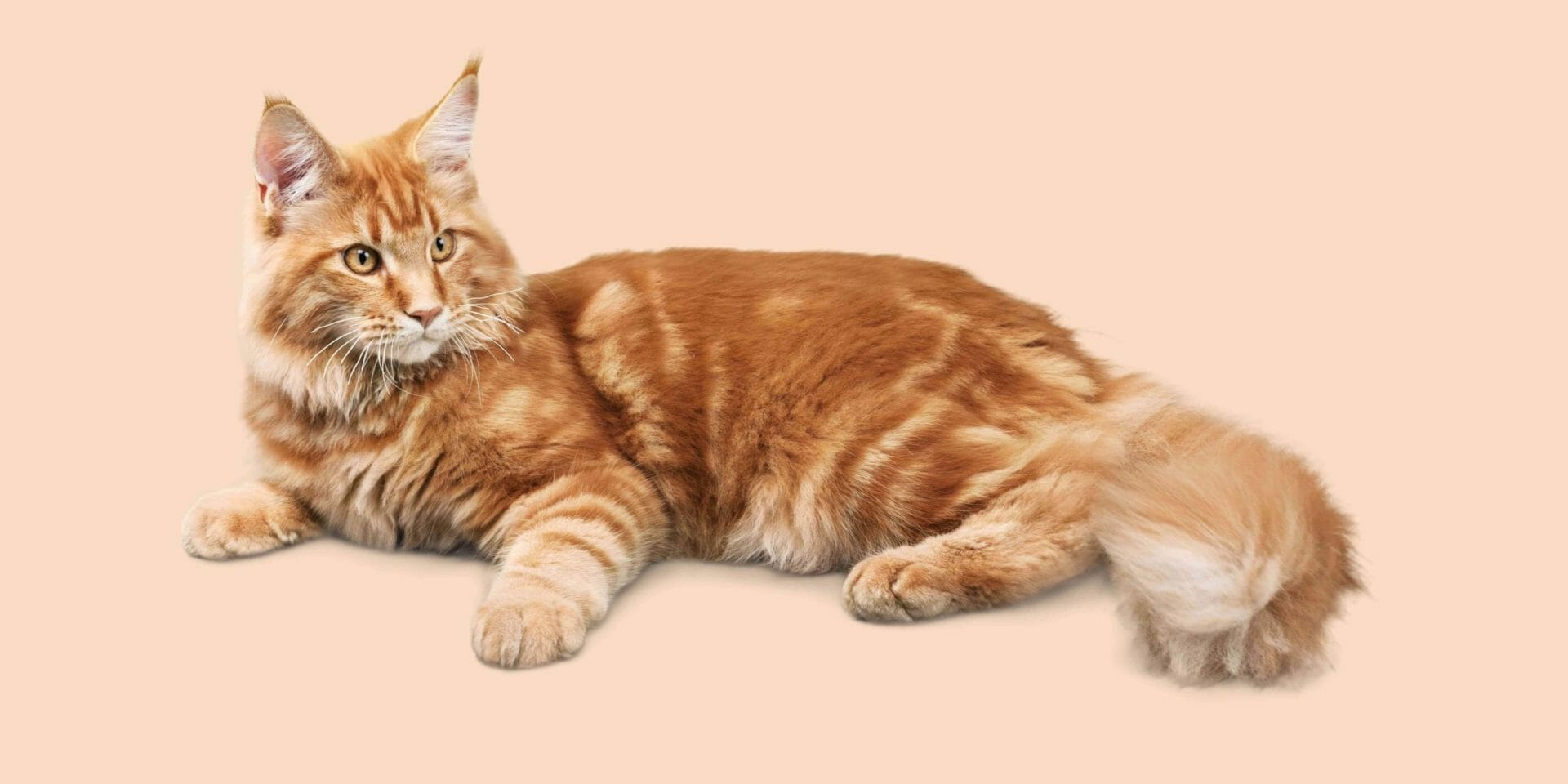 Why Do Cats Chase Their Tails? (The Fact May Surprise You)