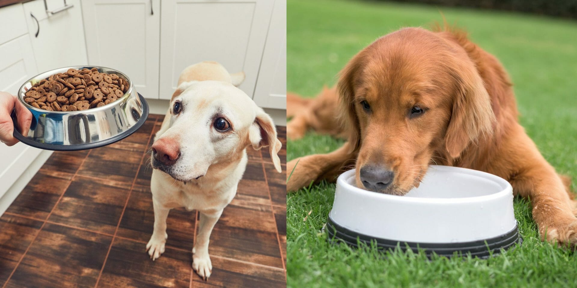 How Long Can a Dog Go Without Eating?