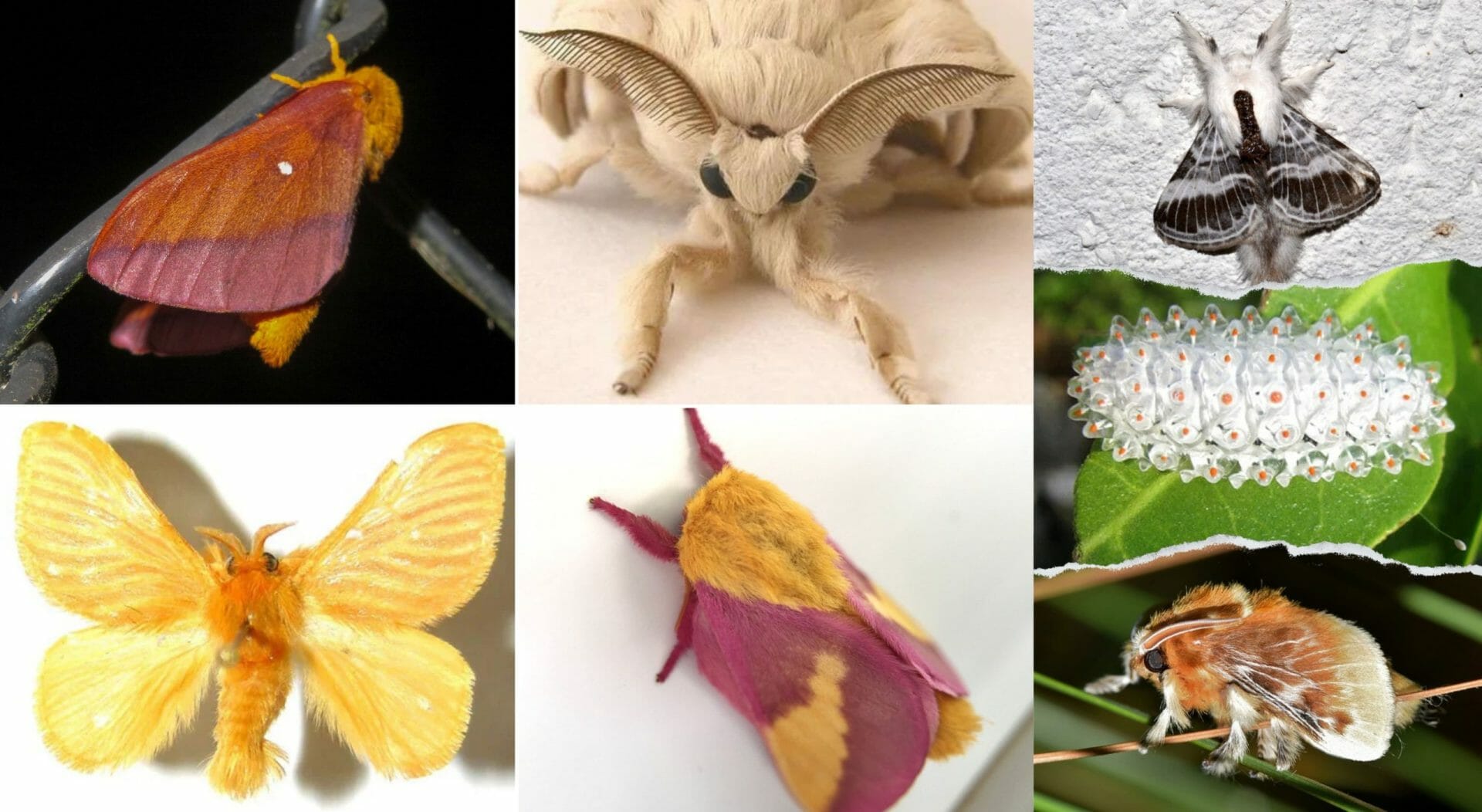 Keeping Moths as Pets (All You Need to Know)