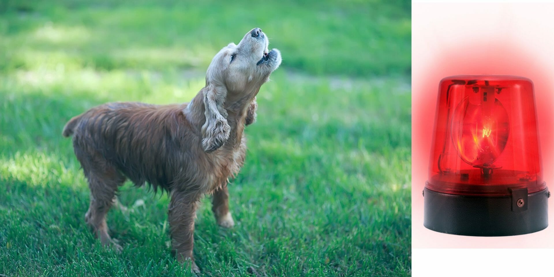 Why Do Dogs Howl at Sirens?