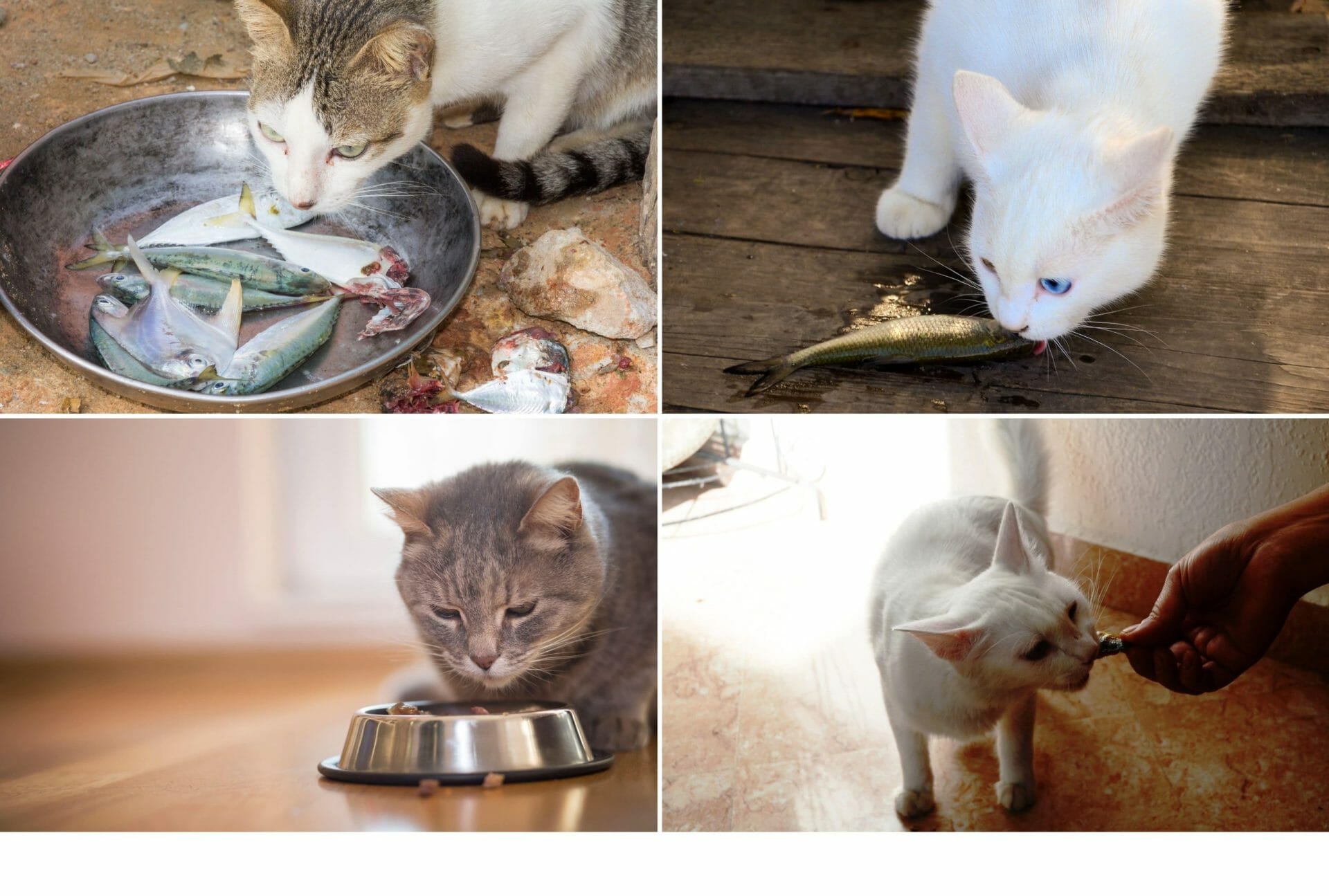 Why Do Cats Like Fish? (The Fact May Surprise You)