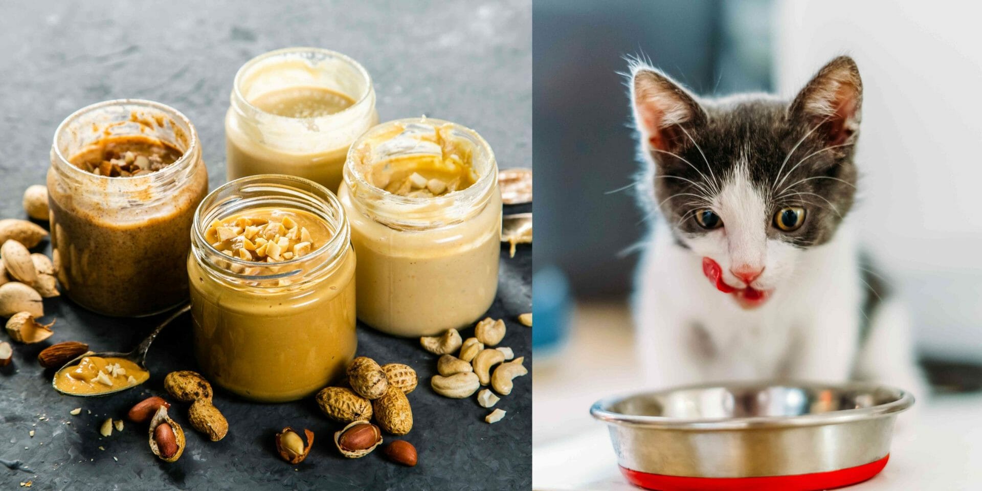 Can Cats Eat Peanut Butter? (Read This First)