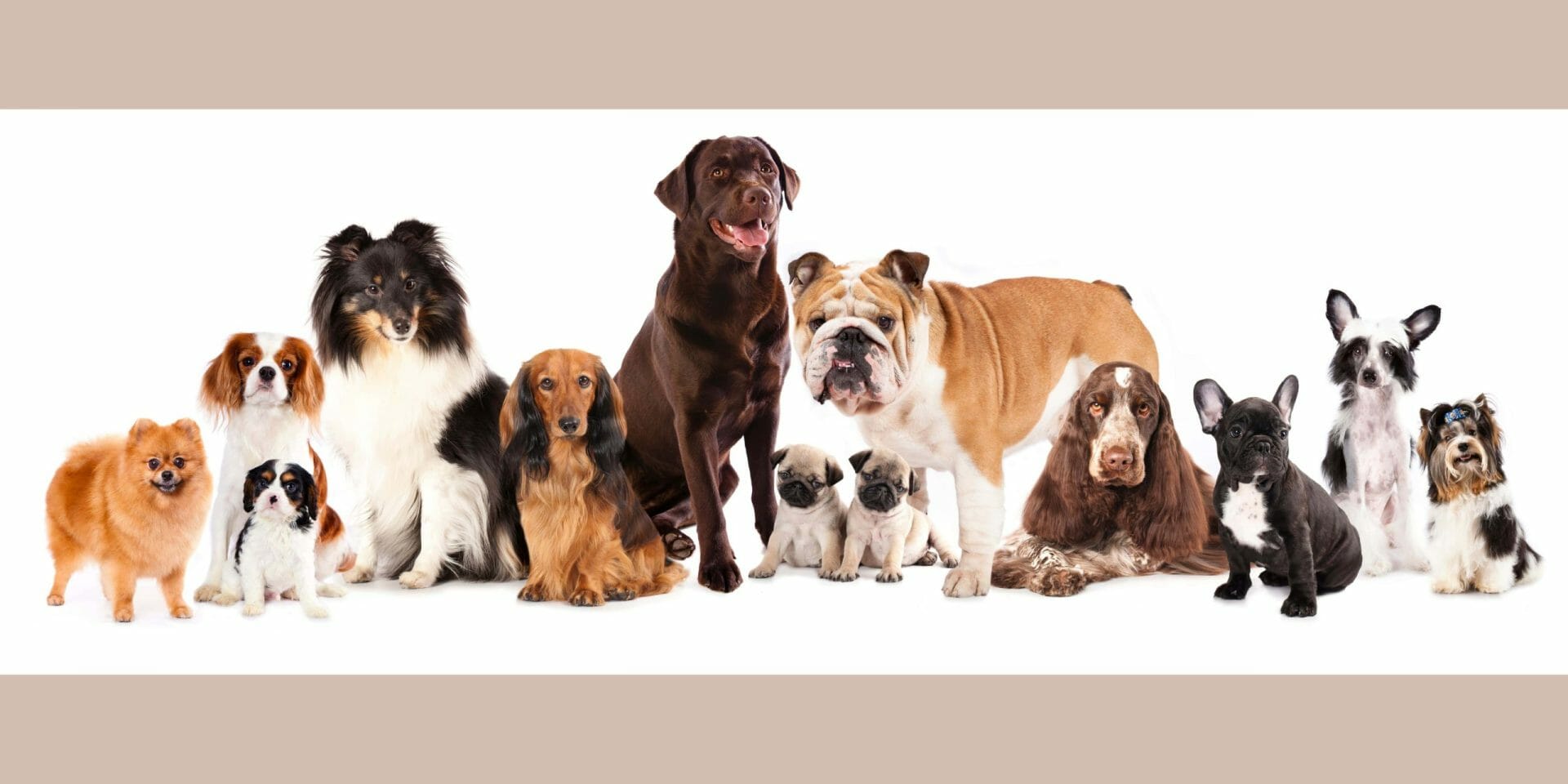 19 Most Dangerous Dog Breeds in The World