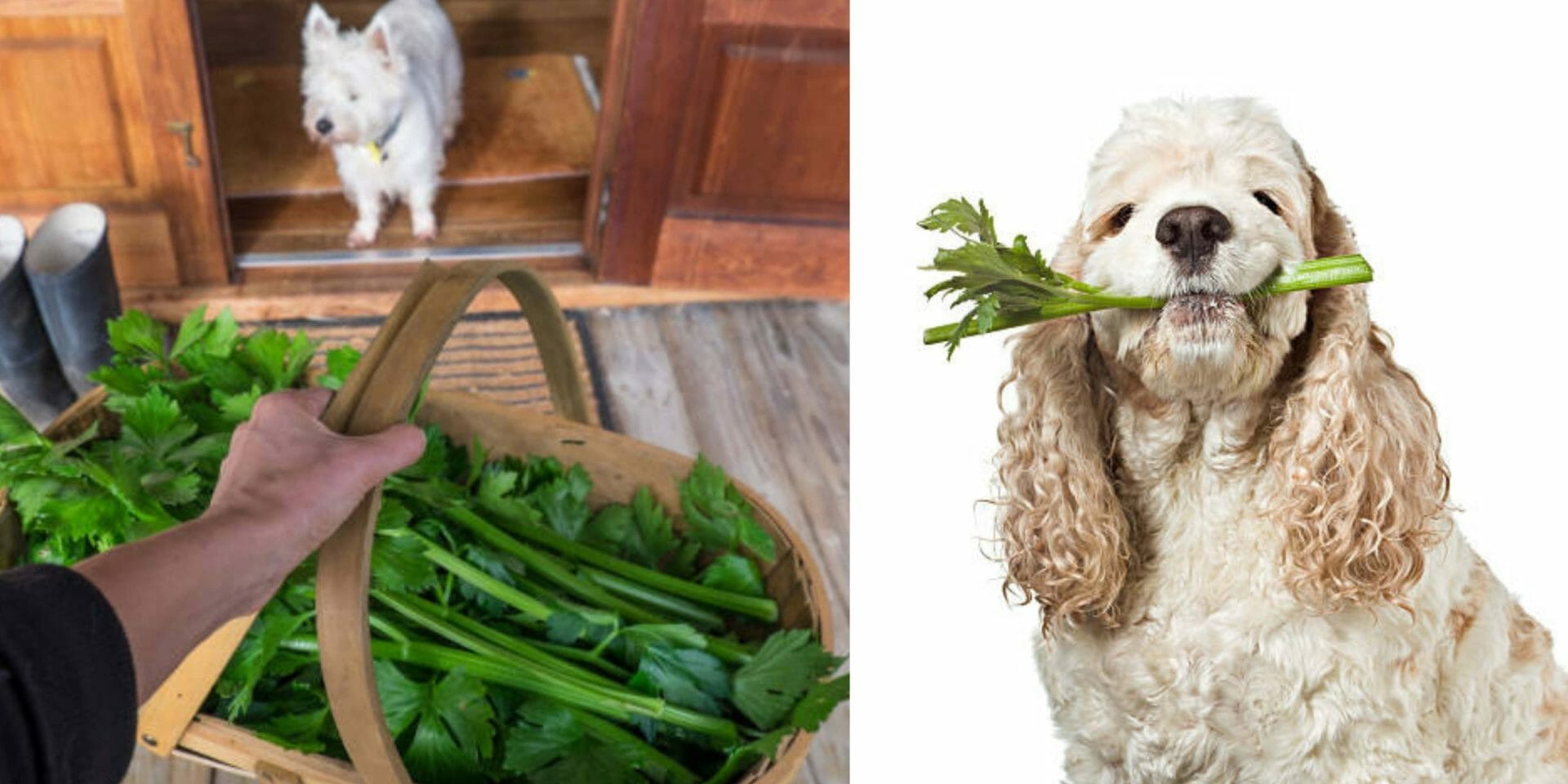 Can Dogs Eat Celery? (Read This First)