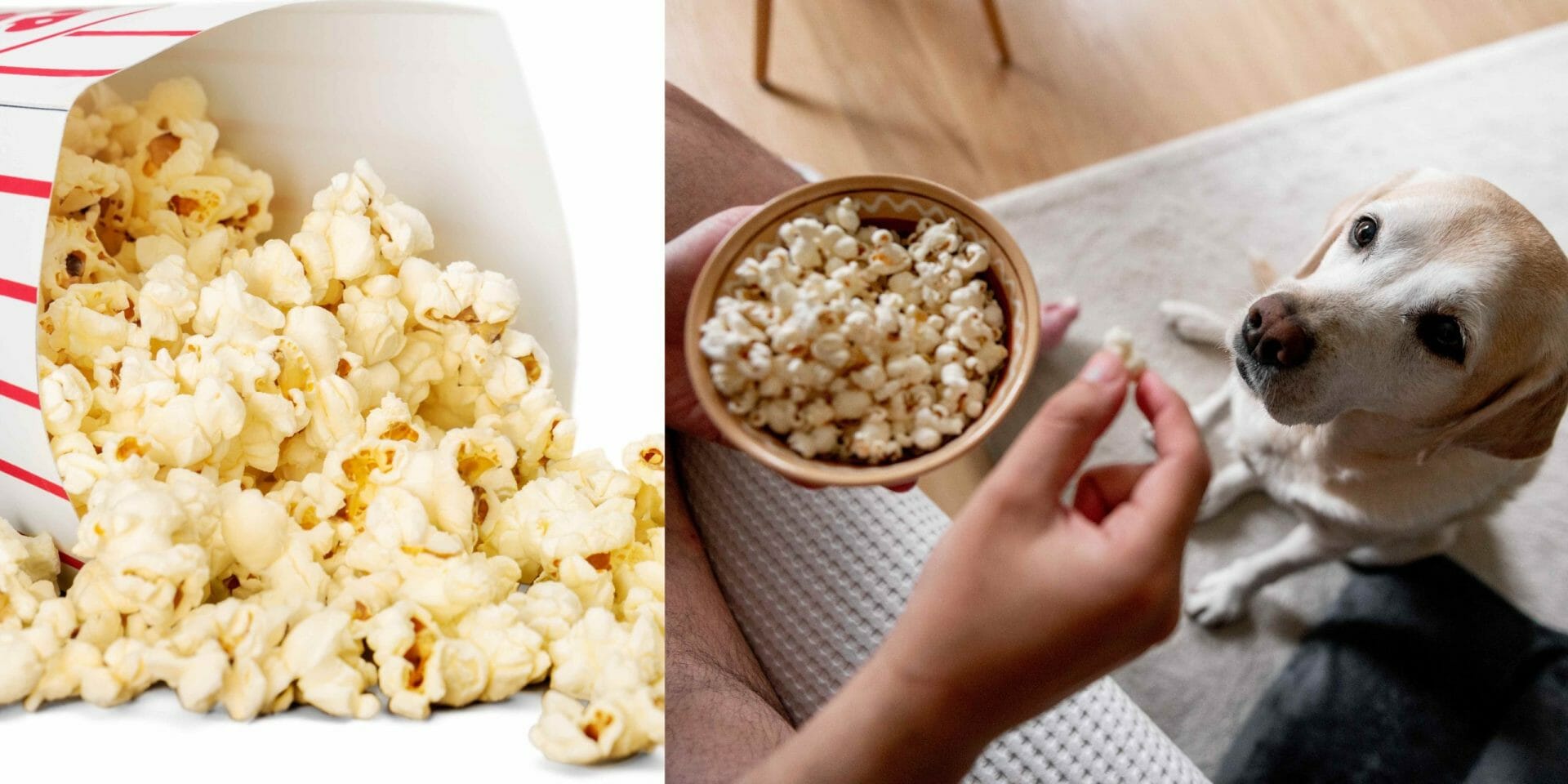 Can a Dog Eat Popcorn? (Everything You Need To Know)