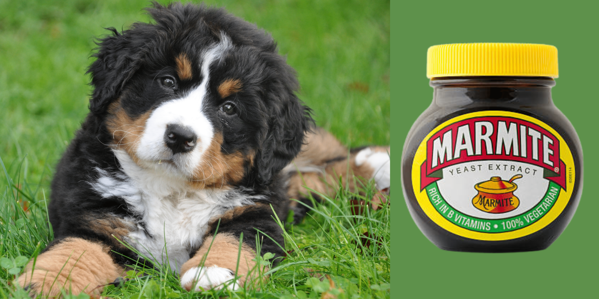 Can Dogs Eat Marmite? (Everything You Need To Know)