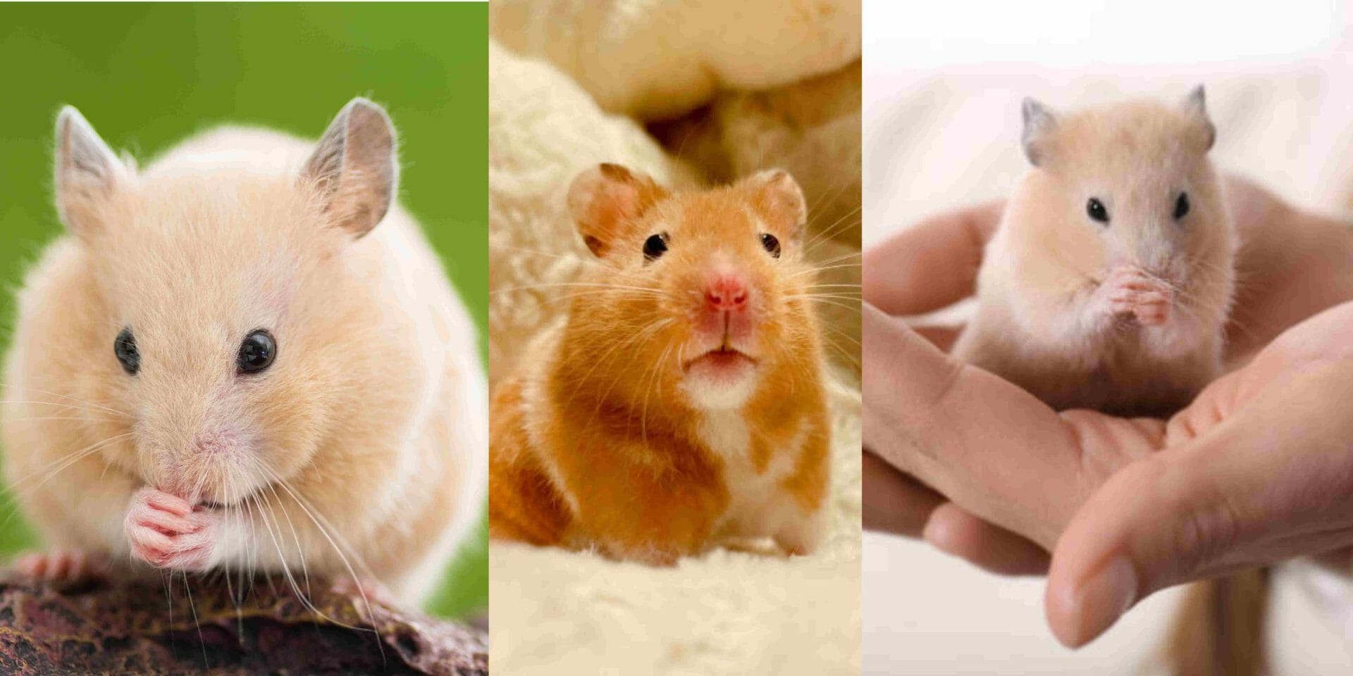 How Smart Are Hamsters? (It May Surprise You)