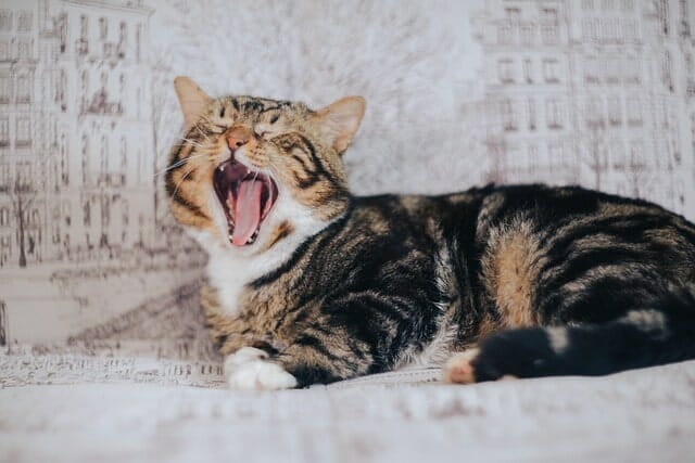 Why Do Cats Scream When Mating? (This May Surprise You)