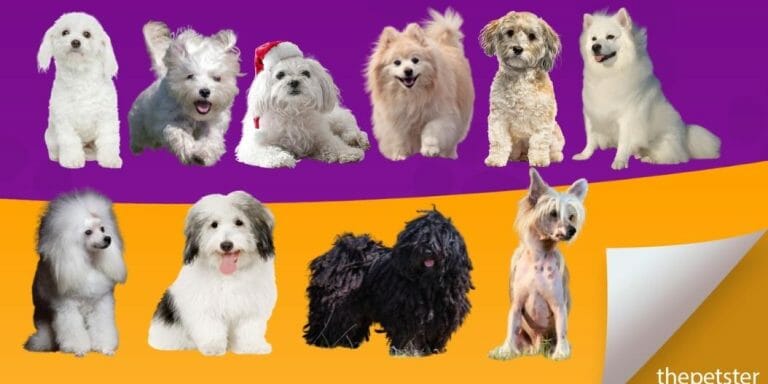 25 Small White Dog Breeds For a Pet