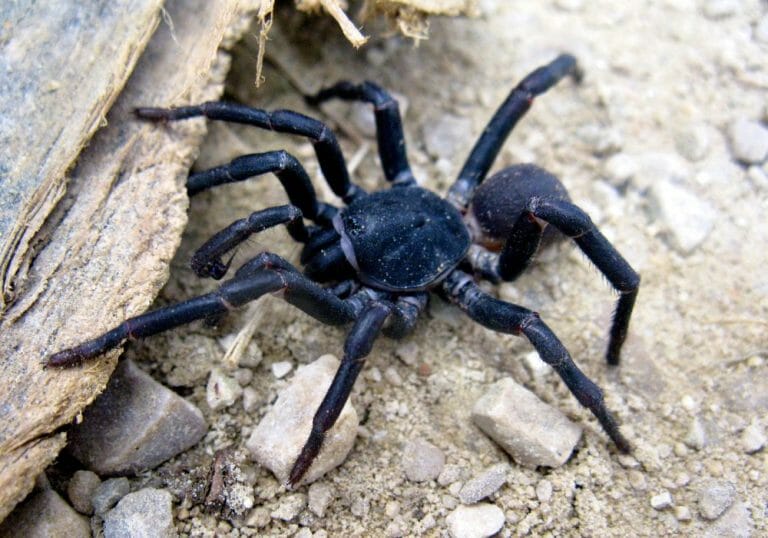 Brazilian Blue Tarantula (Everything You Need To Know)