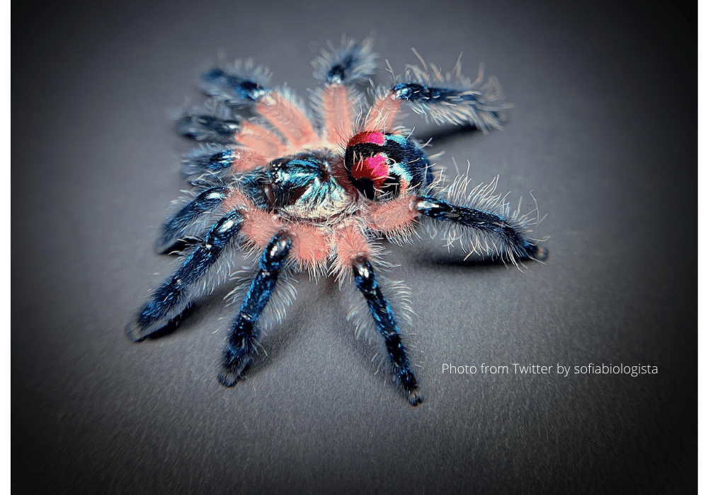 Brazilian Jewel Tarantula (Everything You Need To Know)