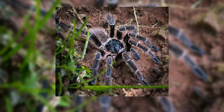 Brazilian Pink Bloom Tarantula – All Facts