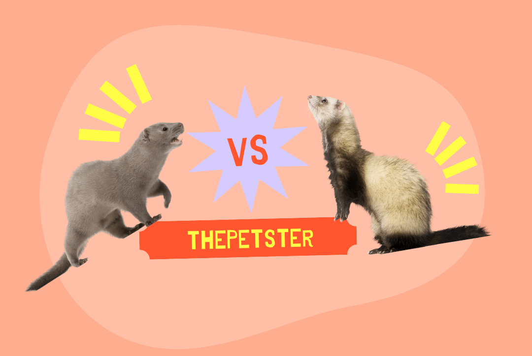 Mink Vs. Ferret (Everything You Need To Know)