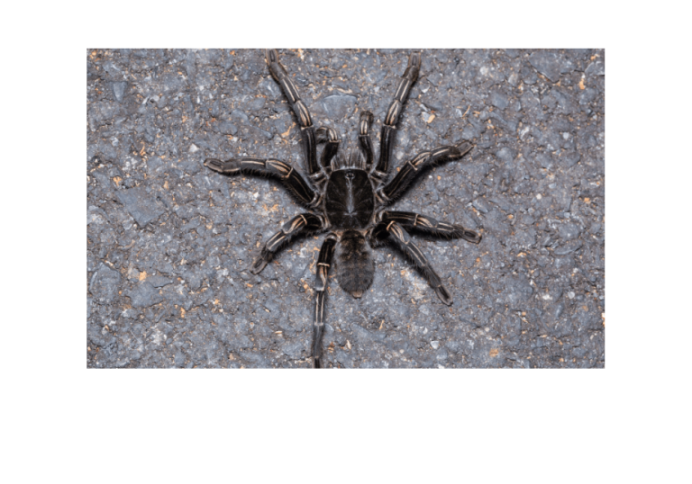 Thai Tiger Tarantula (Everything You Need To Know)