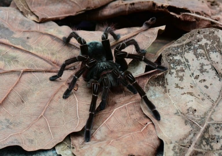 Thailand Black Tarantula (Everything You Need To Know)