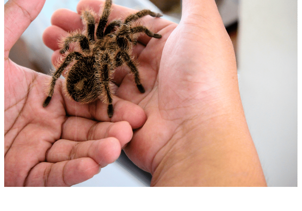 Trinidad Olive Tarantula (Everything You Need To Know)