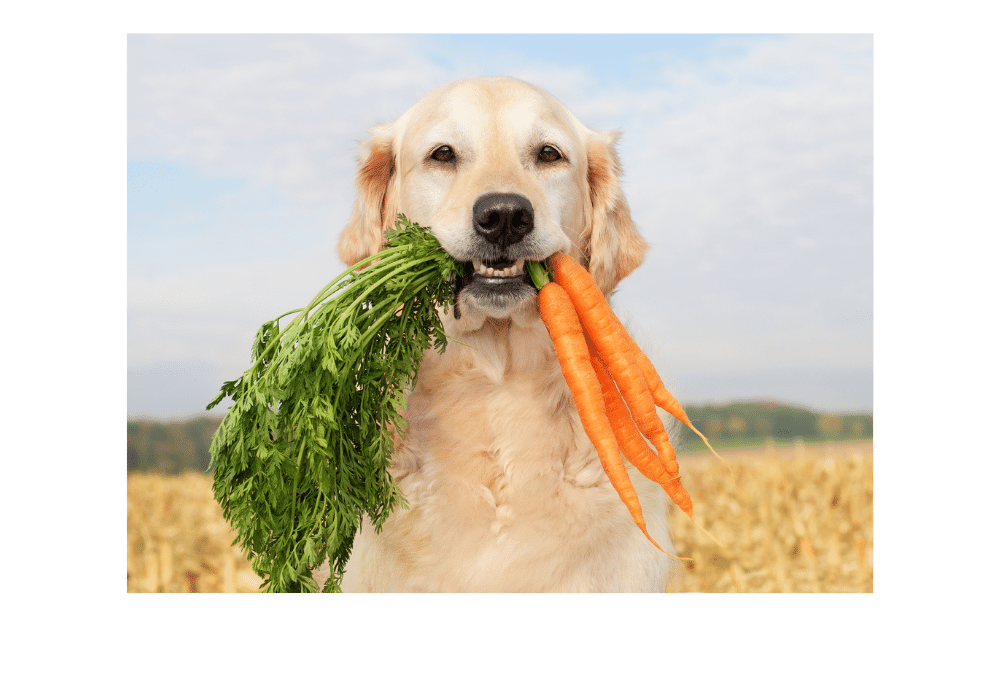 35 Vegetables and Fruits Safe For Your Dog (Best Guide)