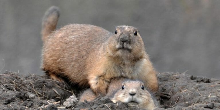 Fat Tail Gerbil (Everything You Need To Know)