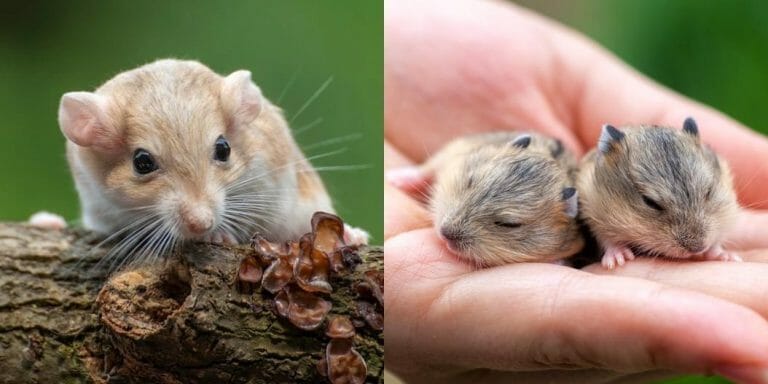 Gerbil Vs. Hamster (Everything You Need To Know)