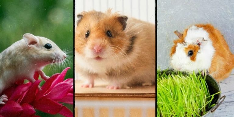 Hamsters Vs. Gerbils Vs. Guinea Pigs (Which One To Get?)