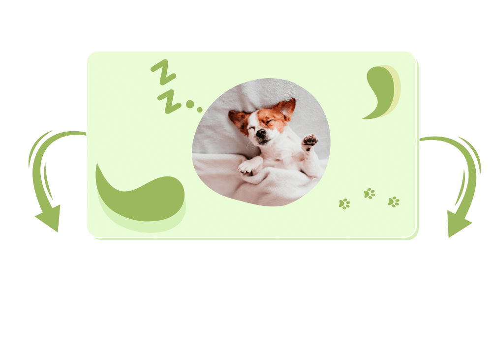 Why Does My Dog Snore? (Everything You Need To Know)