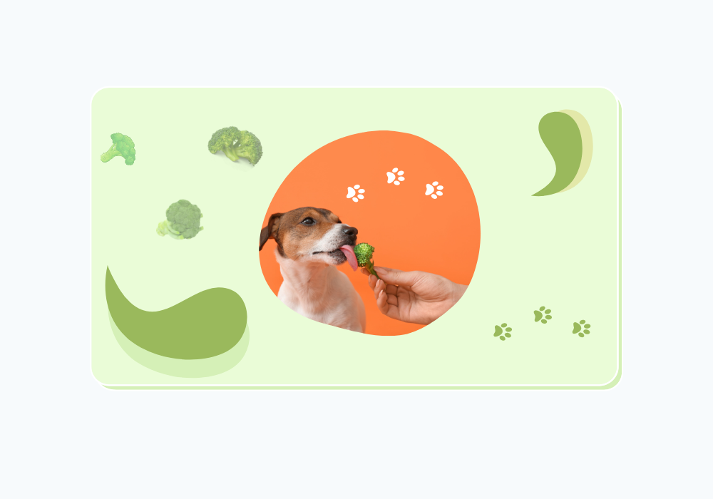 Can Dogs Eat Broccoli? (Everything You Need To Know)