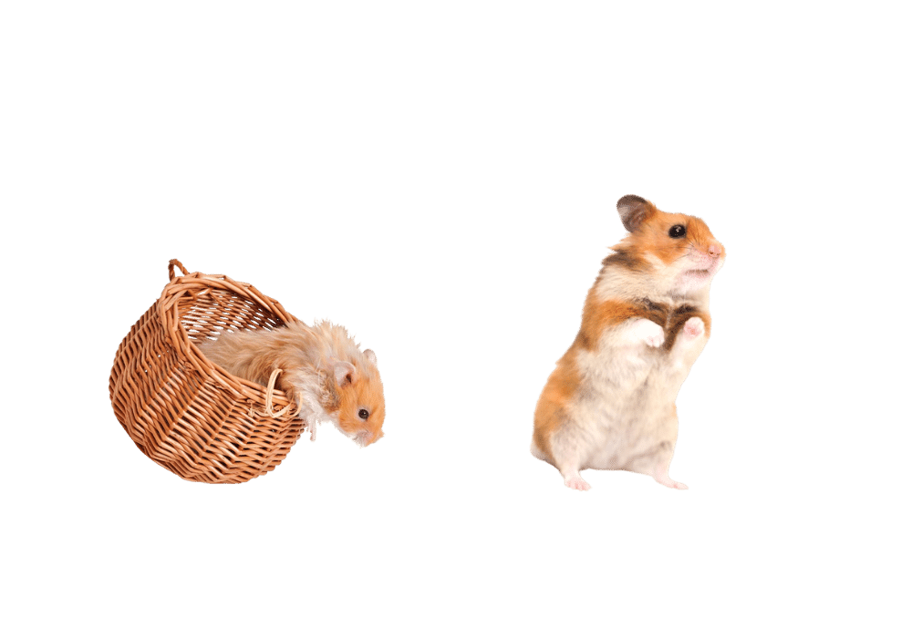 Why Does Your Hamster Smell? (Great Tips For Better Smell)