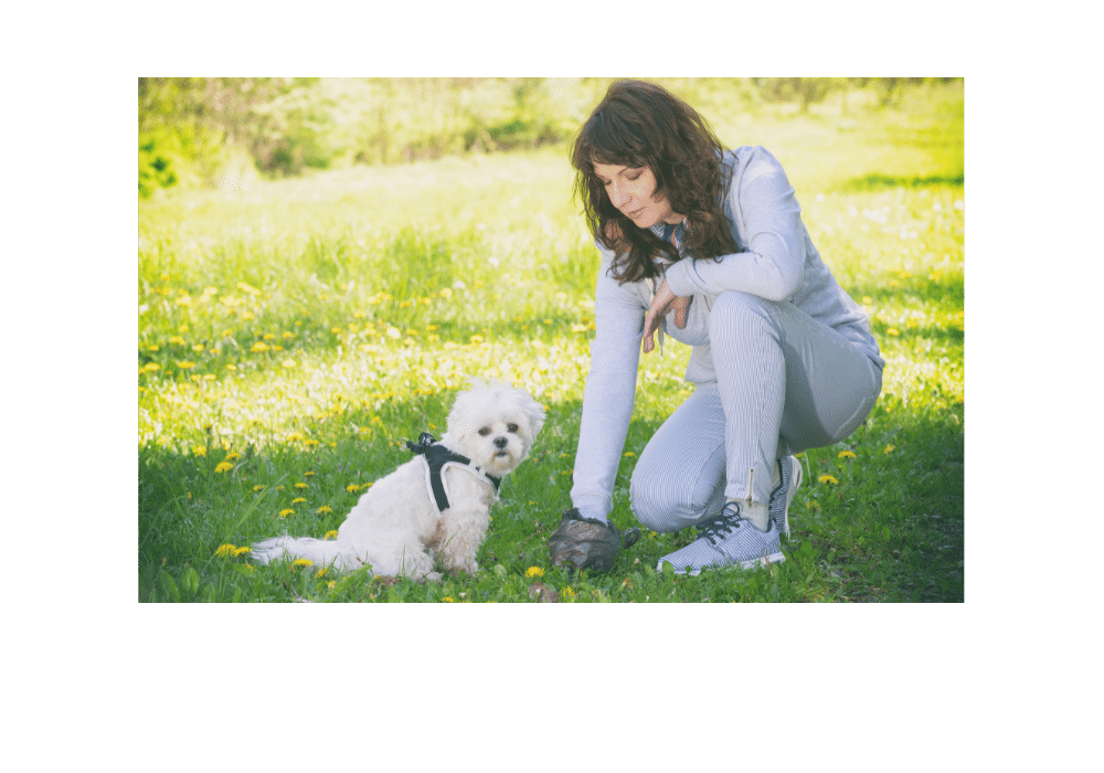 How Long Can A Dog Go Without Pooping