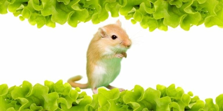 Can Gerbils Eat Lettuce