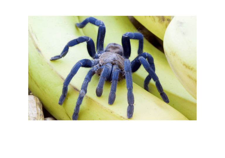 Blue Baboon Tarantula (Everything You Need To Know)